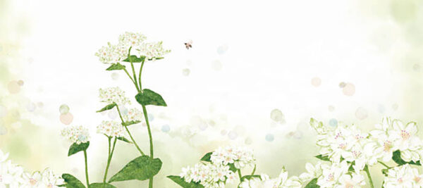 07-白い花畑 The White Flower Field