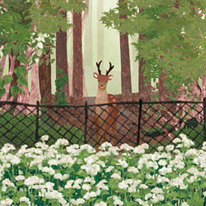 11-張られた網 The Deer Netting