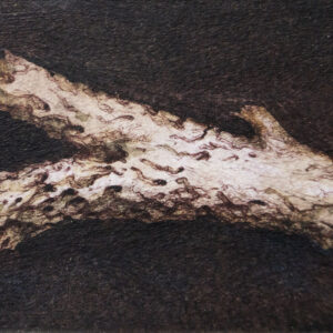 Worm Eaten—Femur－