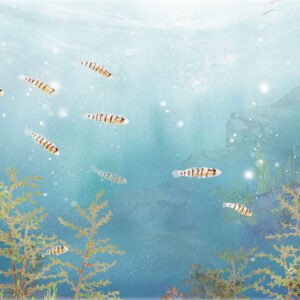 キヌバリの群れ A School of Serpentine Goby
