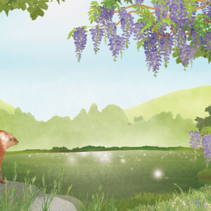 山藤  Wild Wisteria